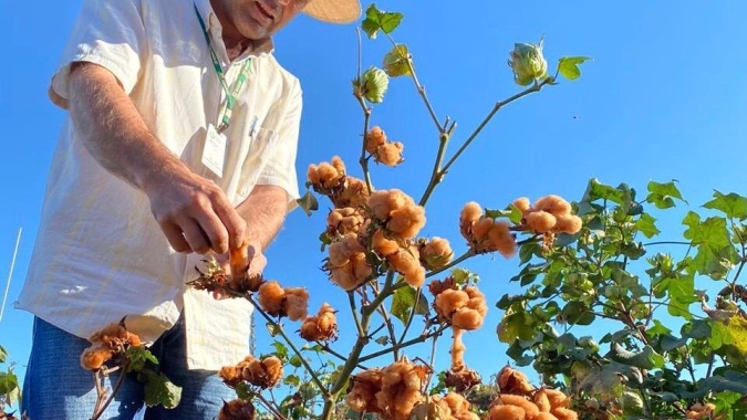 Empaer realiza experimentos com algodão colorido orgânico em Canarana; produção será exportada para França