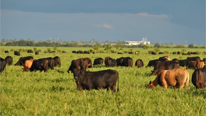 Fazendas da cadeia da carne que adotam tecnologias sustentáveis sequestraram mais carbono do que emitiram, aponta estudo