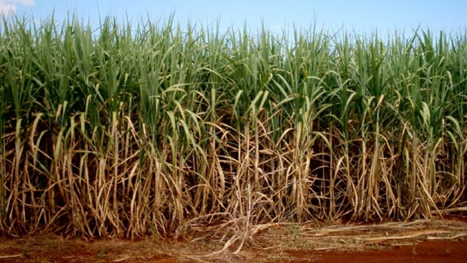 Proteína Harpin eleva produtividade de canaviais em meio déficit hídrico