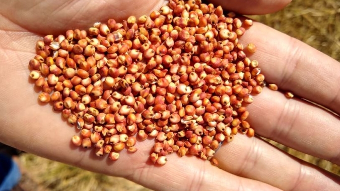 Nitrato de potássio e silício são capazes de aumentar tolerância do sorgo à seca