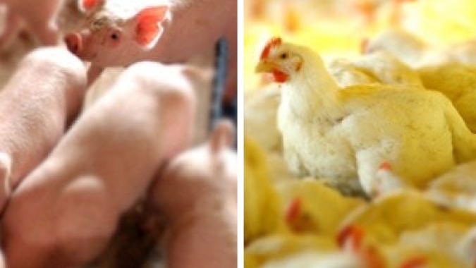 Custos com a nutrição de aves de corte e suínos arrefecem em maio, segundo Embrapa