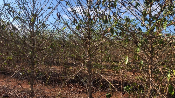 Entidades mineiras unirão forças para avaliar as perdas causadas pela seca e altas temperaturas nas lavouras de café