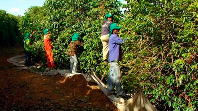 Cepea: colheita do café traz preocupação quanto à disponibilidade de mão de obra, em decorrência da pandemia de coronavírus.