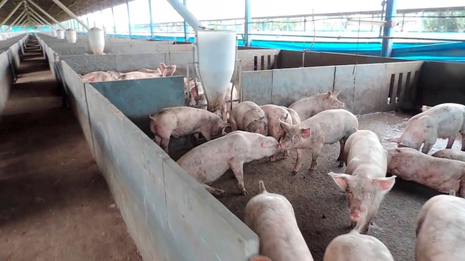 FAO eleva para 7,888 milhões número de animais eliminados por peste suína na Ásia