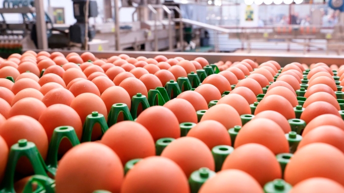 Exportação de ovos entre janeiro e setembro deste ano superam em 137% desempenho de 2020