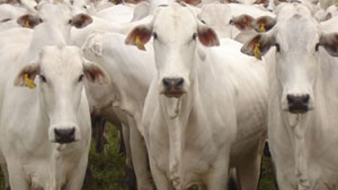 Santa Catarina mantém proibição de entrada de bovinos vindos de outros estados