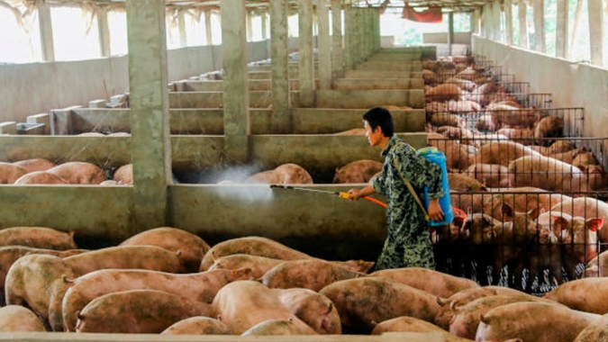 China pede ao setor de suínos para garantir oferta estável à medida que os preços aumentam