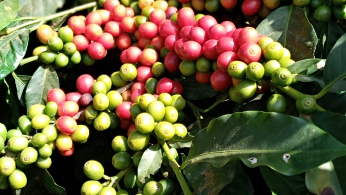 Café: Com colheita avançando e sem previsão de frio, arábica finaliza semana com desvalorização em NY