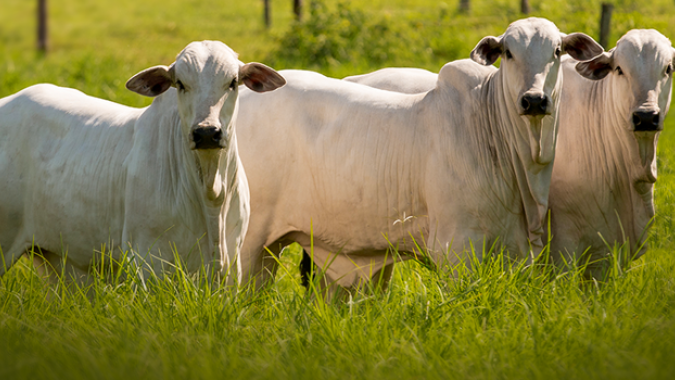 Com a flexibilização do isolamento, expectativa é que o consumo de carne bovina ganhe ritmo nos próximos dias