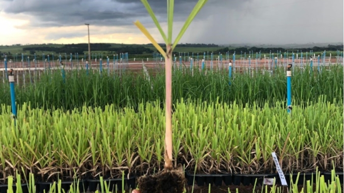 Startup realiza o plantio 20 milhões de mudas pré-brotadas de cana na safra 2021/22
