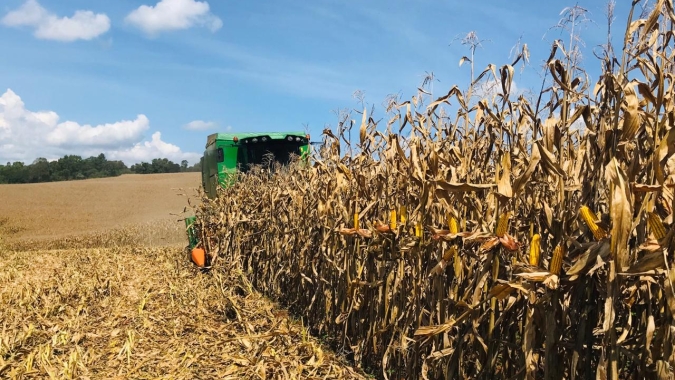 Colheita do milho no Mato Grosso do Sul chega a 2,1% e estimativa de produção é reduzida