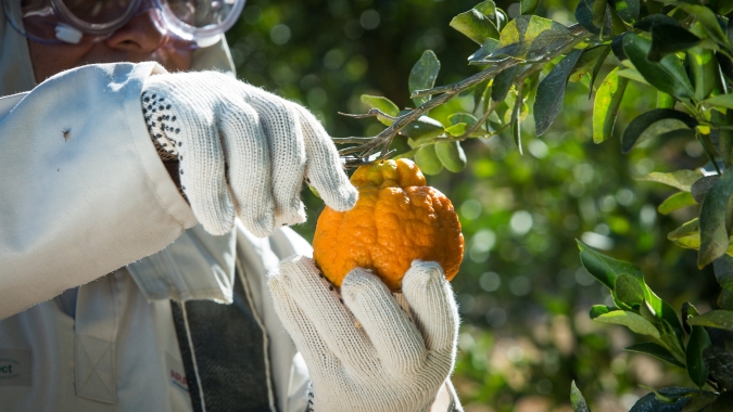Tonelada do gás carbônico equivalente na citricultura brasileira é estimada em US$ 7,72