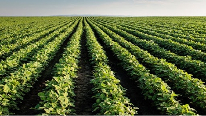 Diferença entre números da Conab, USDA e IBGE para safra de soja do BR reforçam irregularidade