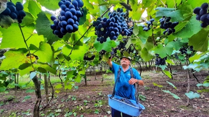 RS: Setor espera colher bons frutos nesta safra de uva