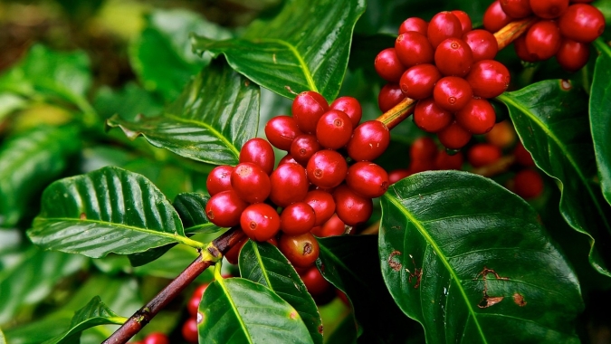 Café abre semana com quedas técnicas em Nova York e estabilidade em Londres
