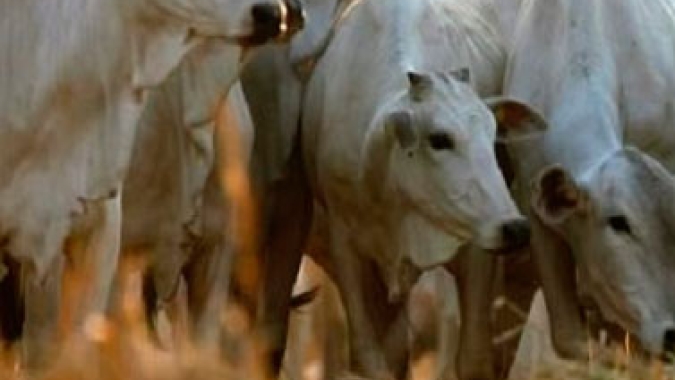 Coronavírus não afetará vendas de carne para a China, diz presidente da JBS