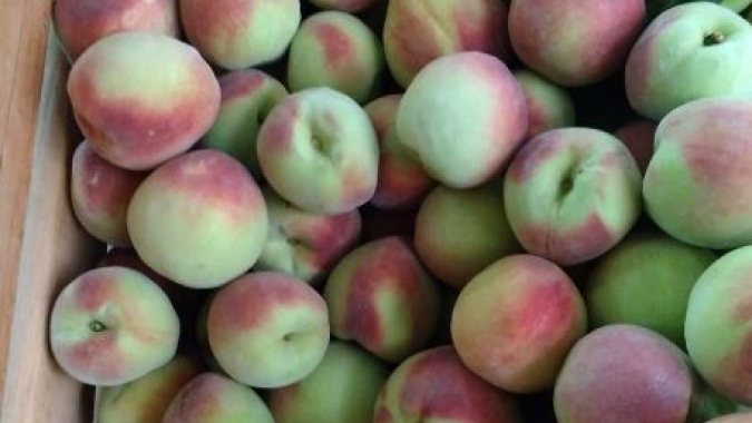 Frio deverá beneficiar florada de variedades tardias de pessegueiros e ameixeiras