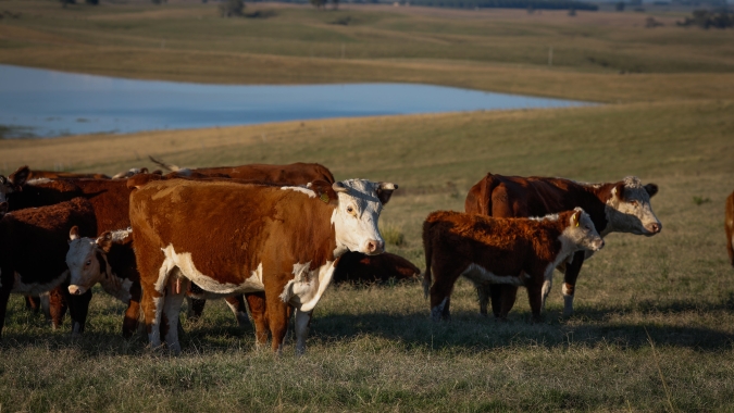 Boi/IMEA: com menos animais para abater, utilização de frigoríficos cai em Mato Grosso