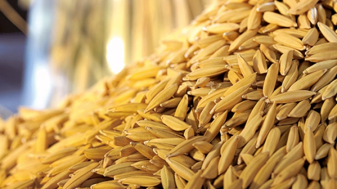 Arroz/Cepea: Preço doméstico fica abaixo da paridade de exportação em mar/25
