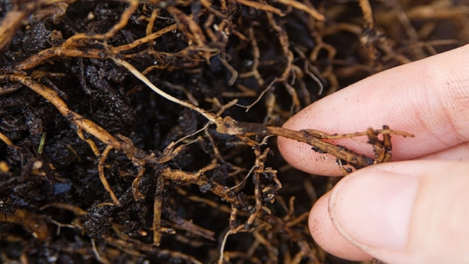 Rotação de culturas e coberturas como a crotalária podem reduzir em 90% infestação de nematoides