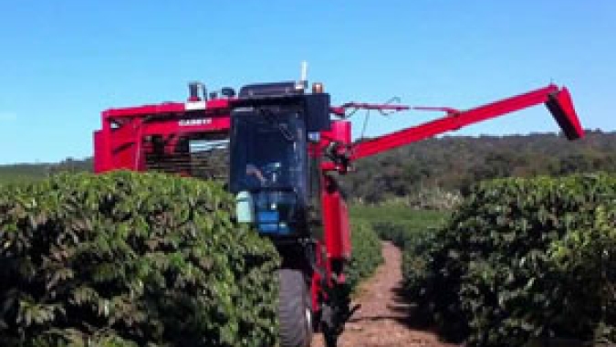 Café: Safras estima colheita 2021/22 no Brasil em 89% até 10/agosto