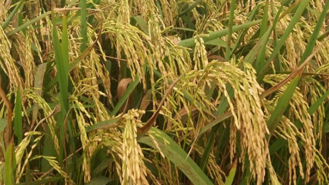 Arroz: apesar do início da colheita, cotações seguem firmes no RS