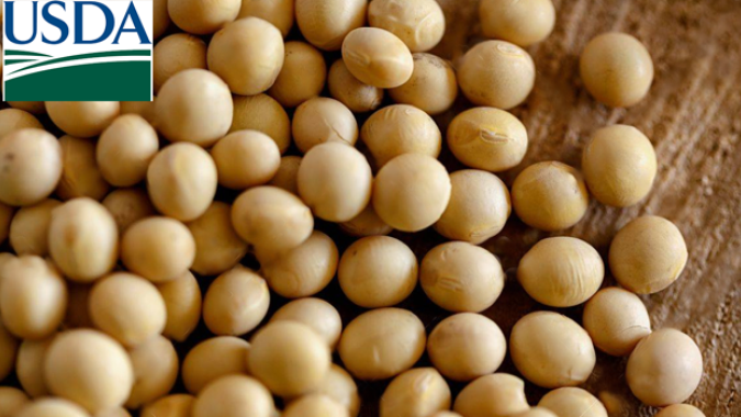 USDA: Embarques semanais de soja, milho e trigo dos EUA ficam dentro das expectativas