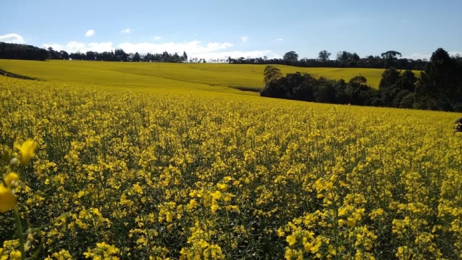 Baixa umidade do solo não impacta potencial produtivo das lavouras de canola