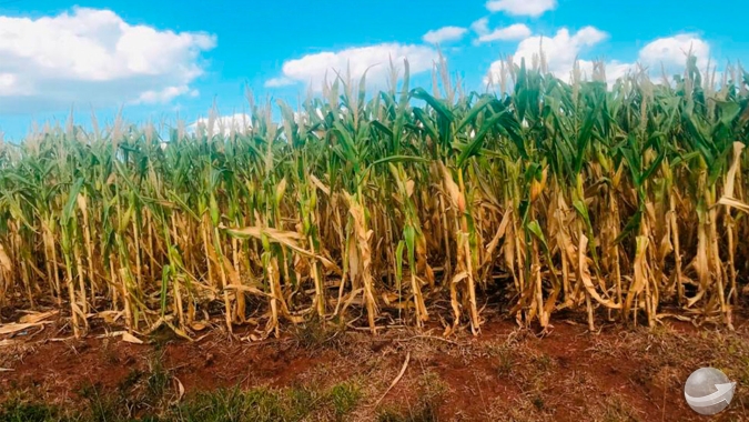 RS: chuva garante desenvolvimento de lavouras: 33% da área de milho foi colhida