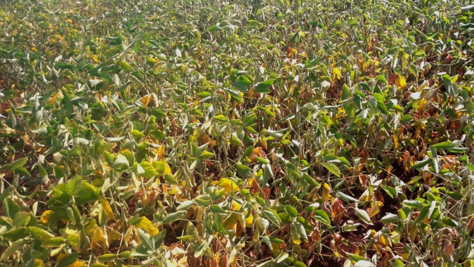 Tocantins registra maior replantio da história e espera 20% de perda na produtividade