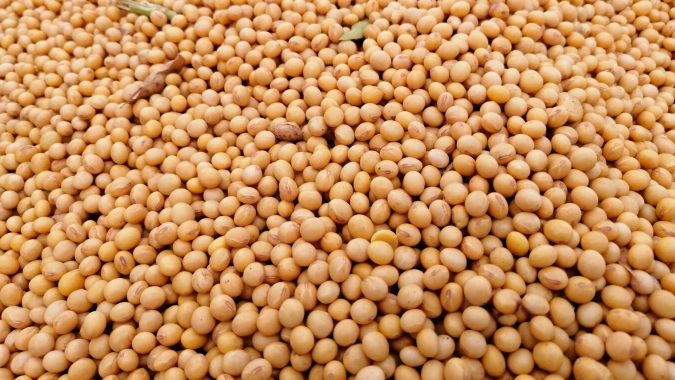 Datagro vê exportação de soja do Brasil em recorde de 85,5 mi t em 2021