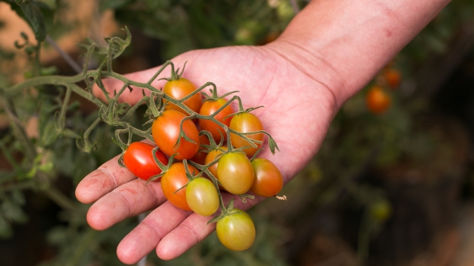 Preços de tomate e batata apontam tendência de queda em março no atacado