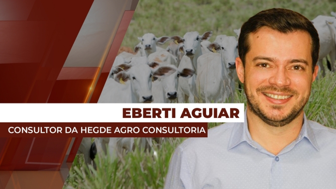 Boi Gordo: Menor oferta de animais, principalmente de fêmeas, pode melhorar os preços da arroba