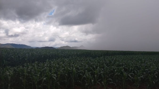 Chuvas estão atrapalhando a colheita do feijão no Paraná, aponta Deral