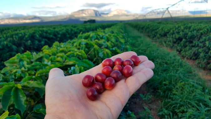 Consumo de café vai continuar subindo nos próximos anos e Brasil precisa estar preparado para ampliar market share