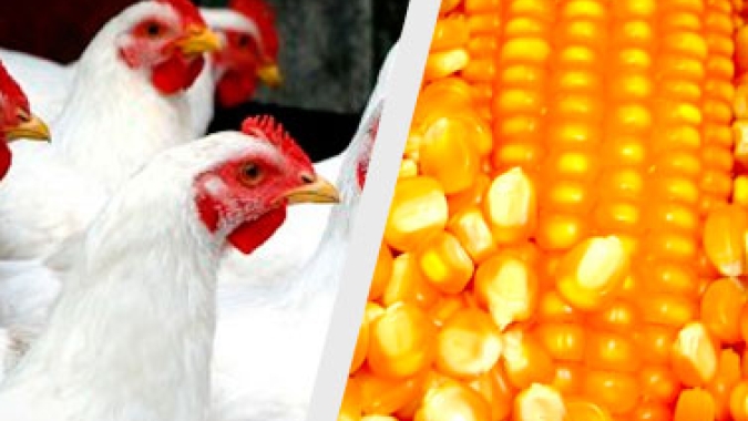 Frango: poder de compra frente ao milho é o pior desde maio de 2018