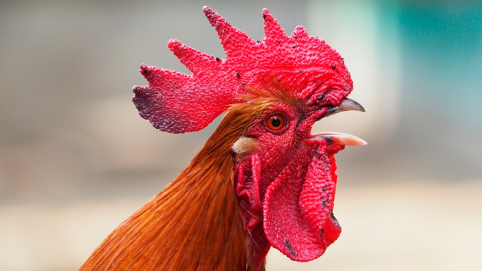 Retomada de exportações de frango de Santa Catarina para o Japão será debatida em missão do Mapa ao país asiático