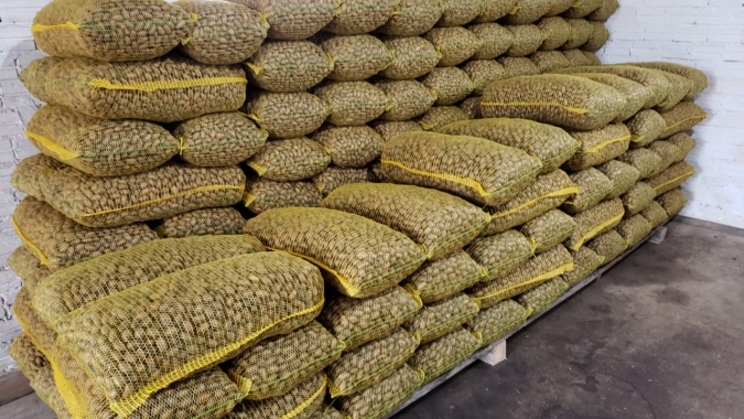Safra da noz pecan será menor do que a última devido a condições climáticas e alternância de safras