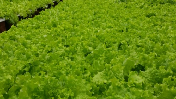 Alface/Cepea: Chuvas irregulares e altas temperaturas desafiam a produção em Ibiúna