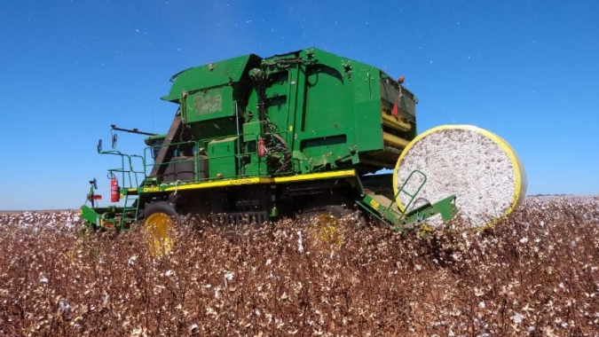 Colheita de algodão se inicia em junho com perspectiva de manter a produção em alta na Bahia
