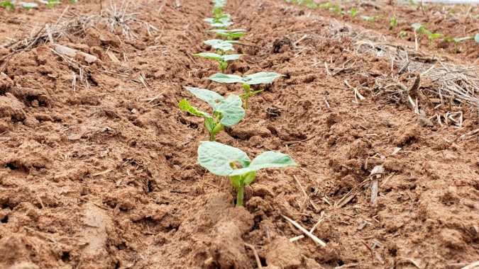 Falta de chuvas impede sequência do plantio e desenvolvimento da soja em Cândido Mota/SP