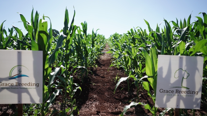 Milho: Chega ao mercado MAOZ, uma tecnologia biofertilizante inédita focada no aumento da eficiência do uso de nitrogênio