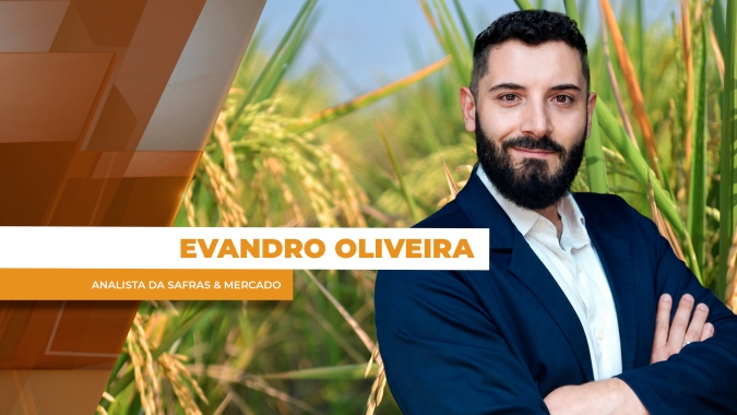 Safra de arroz se encerra com produtividade acima do esperado e preços ainda abaixo dos custos
