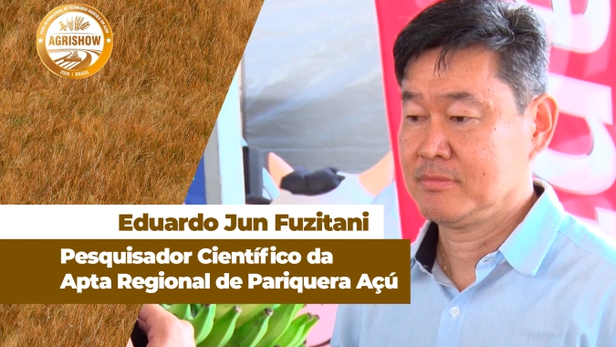 Regiões paulistas conquistam Indicação Geográfica para produção de banana e palmito pupunha