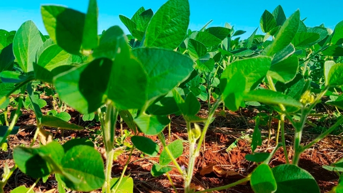 Após atraso no plantio da soja, condições climáticas se normalizaram e Iguatemi/MS espera ampliar a produtividade