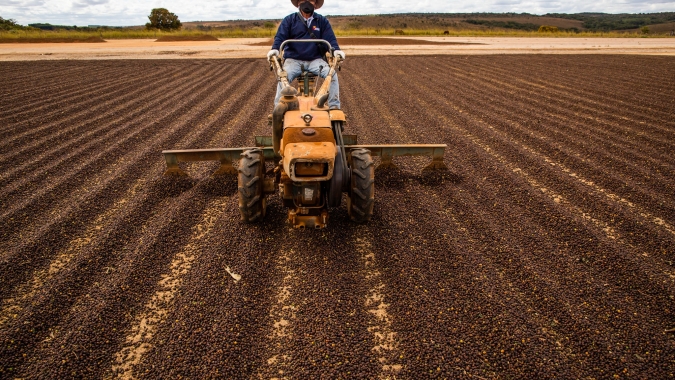 Café: De olho nos maiores produtores de arábica, mercado futuro abre com desvalorização