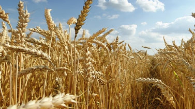 Santa Catarina amplia em 15% a área plantada de trigo
