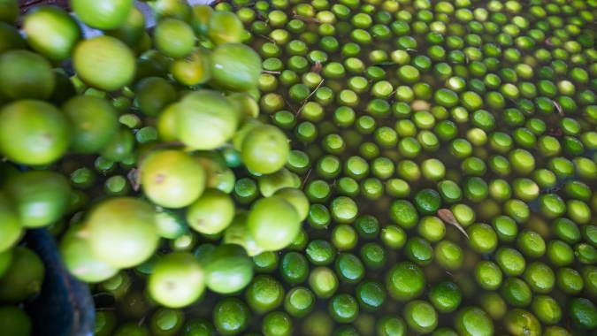 Roçadeira ecológica em conjunto com consórcio de braquiária ruziziensis amplia a produtividade de Tahiti em 30%