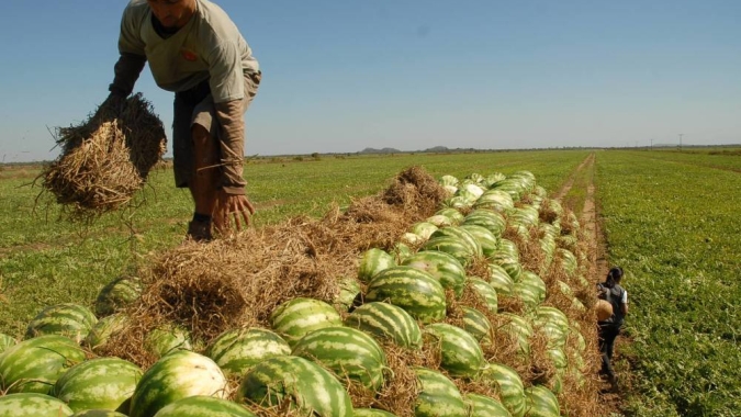 Produção da melancia continua em expansão, uma forte atividade econômica na fruticultura tocantinense