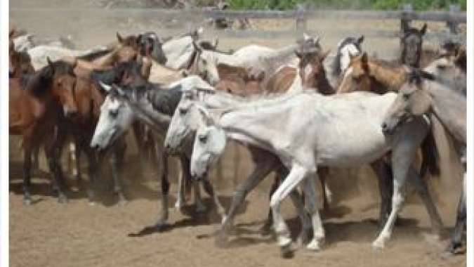 CNA discute material genético e passaporte equestre